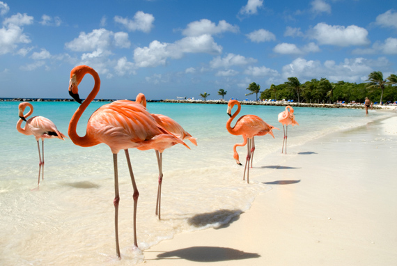 Pink flamingos on a stunning, white, sandy beach in Aruba, Caribbean.