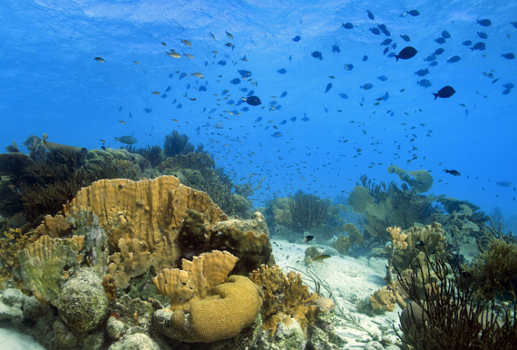 Beautiful coral reefs around Bonaire, Caribbean.